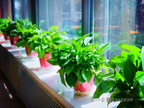 蘭州復工復產進行時,與你在浪漫的社區書店邂逅